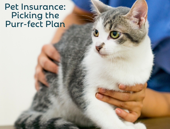 Pet Insurance Picking The Purr fect Plan Cat Care Of Rochester Hills pet-insurance-picking-the-purr-fect-plan-cat-care-of-rochester-hills